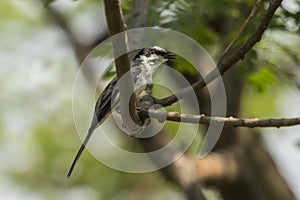 Ashy Minivet, Pericrocotus divaricatus, Thailand