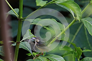 Ashy pinira bird nest building