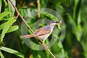 Ashy Prinia