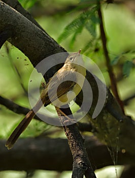 ashy prinia or ashy wren-warbler bird life photo