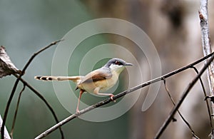 Ashy prinia