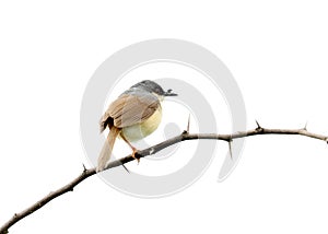 Ashy prinia