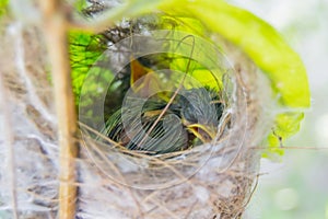 Ashy Prinia Nest and Chicks