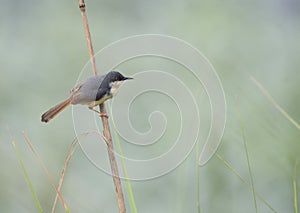 Ashy prinia