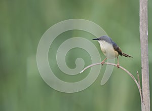 Ashy prinia