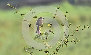 Ashy Prinia on morning light photo