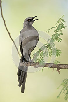 Ashy Starling (Cosmopsarus unicolor) with beak open, Tanzania photo