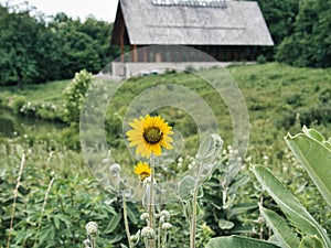 Ashy Sunflower with Rural Chapel in Background