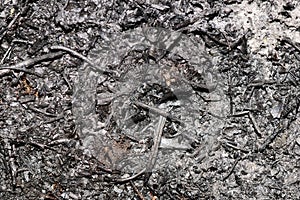 Ashy surface. Texture of burnt grass. Overal view