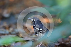 Ashy thrush in Luzon, Philippines