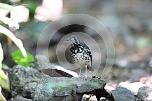 Ashy thrush in Luzon, Philippines