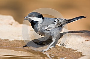 Ashy Tit photo