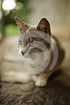 Ashy tricolor cat with green eyes is resting in a summer yard