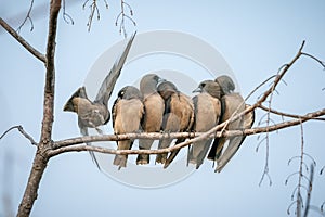 Ashy Woodswallow, Artamus fuscus