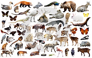 Los animales 