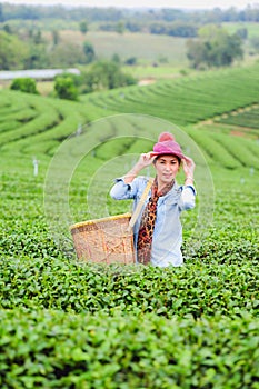 Asia beautiful Woman picking tea leaves in a tea plantation