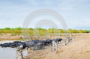 Asia buffalo raised in field.