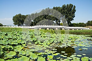 Asia China, Beijing, Old Summer Palace,Autumn lotus pond, stone bridge