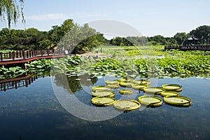 Asia China, Beijing, Old Summer Palace, lake landscape, lotus pond,