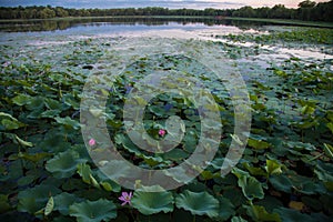 Asia China, Beijing, Old Summer Palace, lotus pond