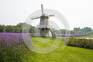 Asia, China, Beijing, shunyi flowers, port, garden landscape, windmills, Verbena bonariensis