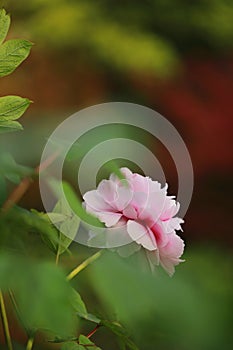 Asia Chinese pink peony in a summer spring autumn park forest beautiful scenery veiw scene landscape pretty flower