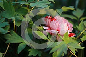 Cinese rosa colorato peonia alba estate primavera autunno foresta bellissimo scenario scena carino fiore 