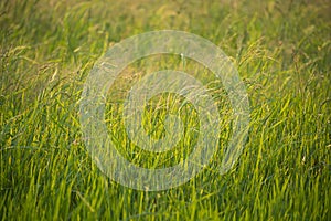 The asia ear of rice in the green field blur background with warm light