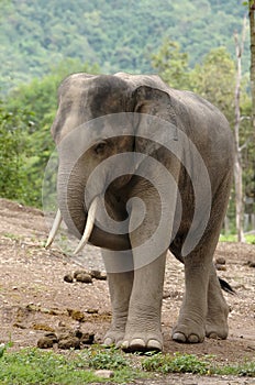 Asia elephant