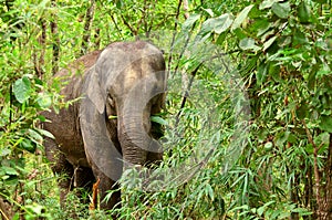 Asia elephant