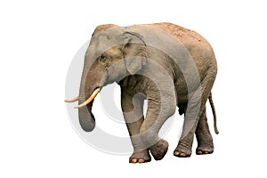 Asia elephant