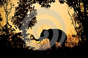 Asia elephant in the forest