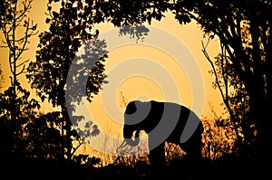 Asia elephant in the forest