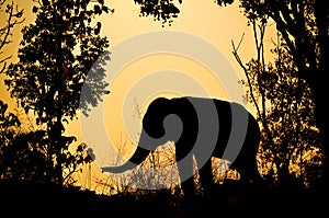 Asia elephant in the forest