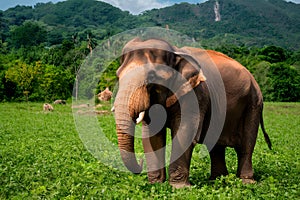 Asia elephant, iconic symbol, photographed in Surin, Thailand habitat