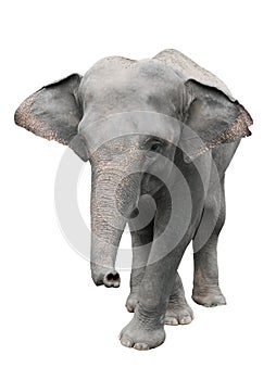 Asia elephant isolated white background