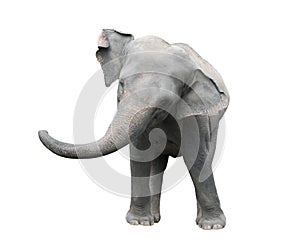 Asia elephant isolated white background