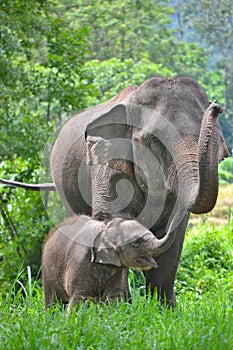 Asia elephant mother and baby in forest