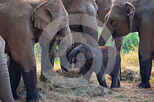 Asia Elephant in Thailand, Elephant mum, baby and relatives eating dry grass in the jungle. Thailand animals. Elephant family