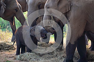 Asia Elephant in Thailand, Elephant mum, baby and relatives eating dry grass in the jungle. Thailand animals. Elephant family