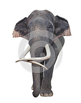 Asia elephant