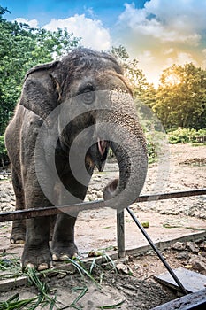 Asia elephant in a zoo eating some food