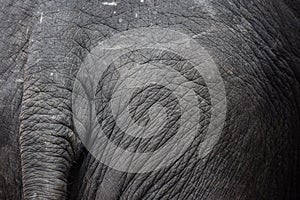 Asia Elephants, Elephants
