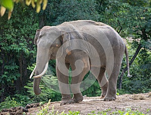 Asia elephent tether with chain