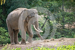 Asia elephent tether with chain photo