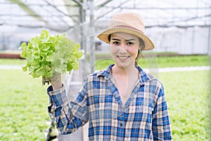 Asia farmers harvesting vegetables from hydroponics farms, Organic vegetables, Healthy food.