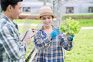 Asia farmers harvesting vegetables from hydroponics farms, Organic vegetables, Healthy food.