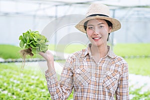 Asia farmers harvesting vegetables from hydroponics farms, Organic vegetables, Healthy food.