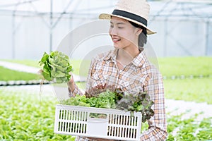 Asia farmers harvesting vegetables from hydroponics farms, Organic vegetables, Healthy food.