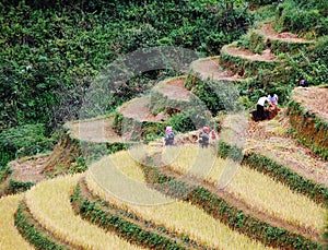 Asia farmers working on terraced rice fields